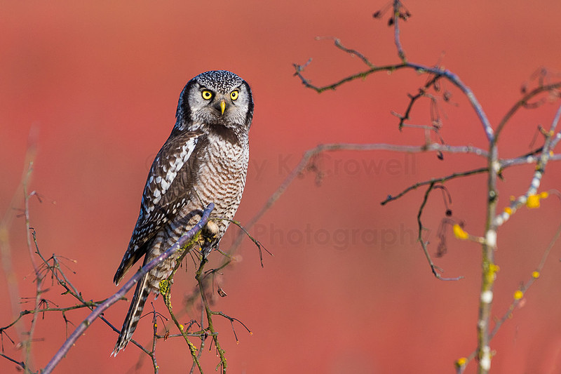 Northern Hawk Owl-3