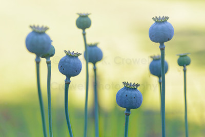 Poppy Dancers