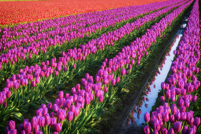 Tulip 20