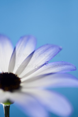 Blue Percallis (4 of 4)