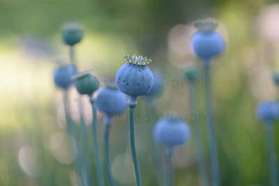 Poppy Dancers - 7
