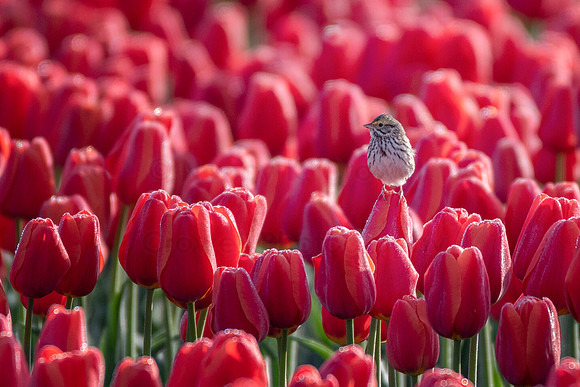 Sparrow Spring