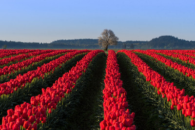 Tulip Trails