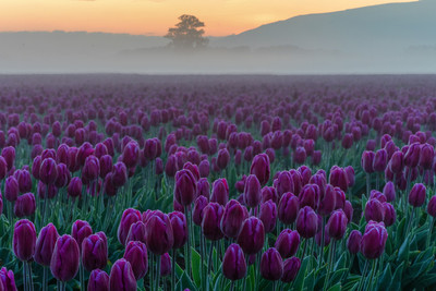 Purple Sunrise