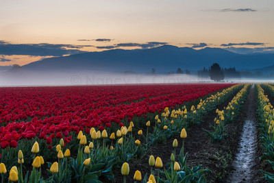 Fog Rising