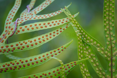 Fern Crossing