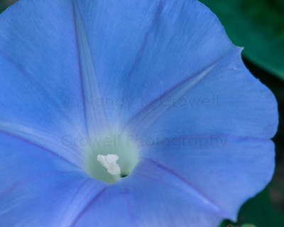 Convolvulus