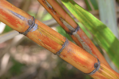Sugar cane 1