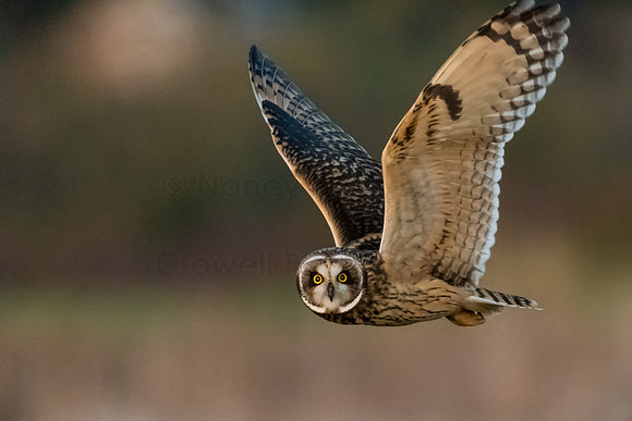 Short-eared owl - 6
