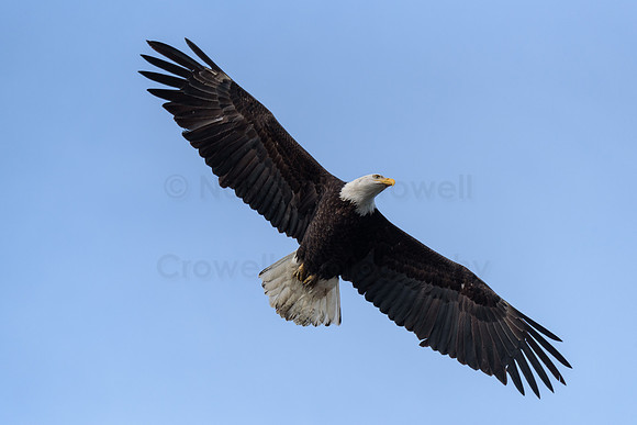 American Bald Eagle-1