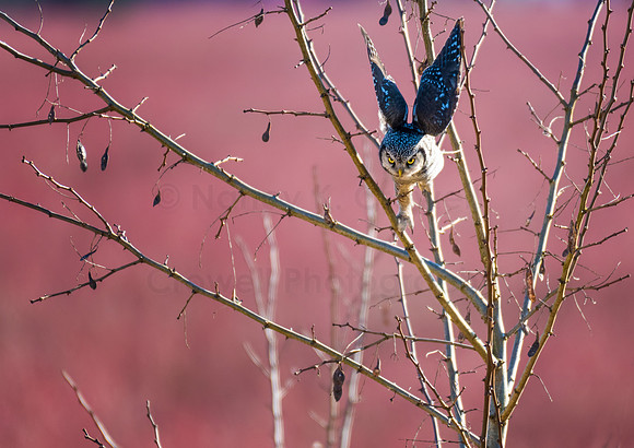 20190301-untitled-7901-Edit_filtered