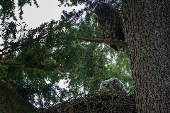 Great Horned Owl watching her owlets