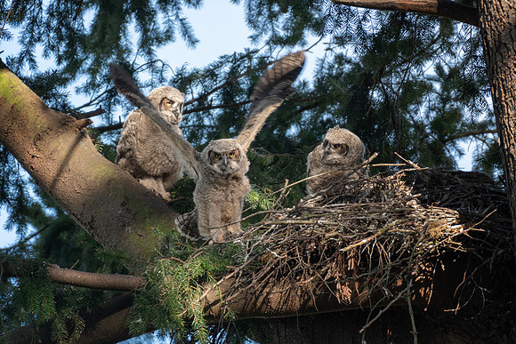 Great Horned Owlets Starting to Branch