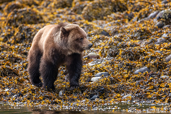 Grizzly -1