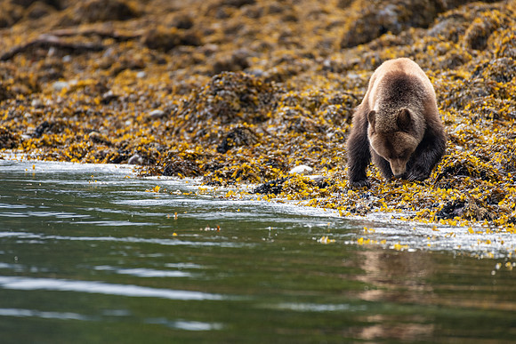Grizzly -2