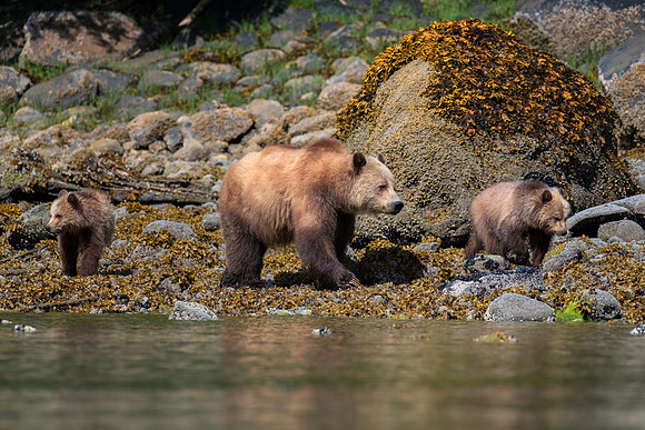 Grizzly -3