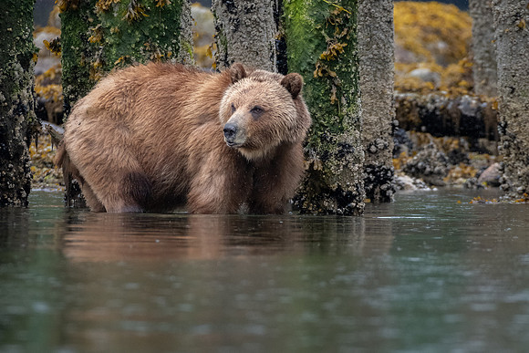 Barnacle Grizzly-1