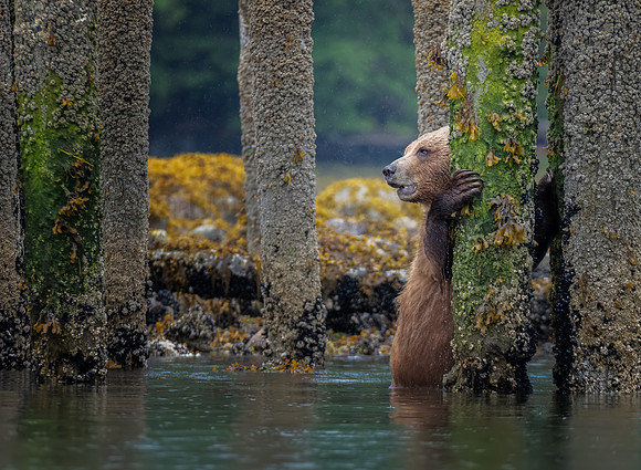 Barnacle Grizzly-2