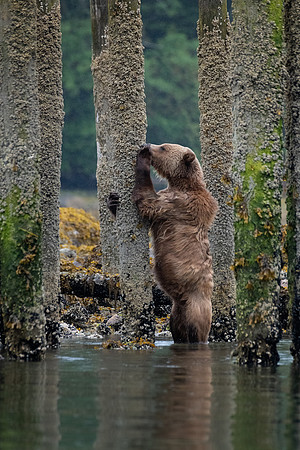 Barnacle Grizzly-3