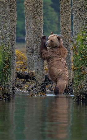 Barnacle Grizzly-4