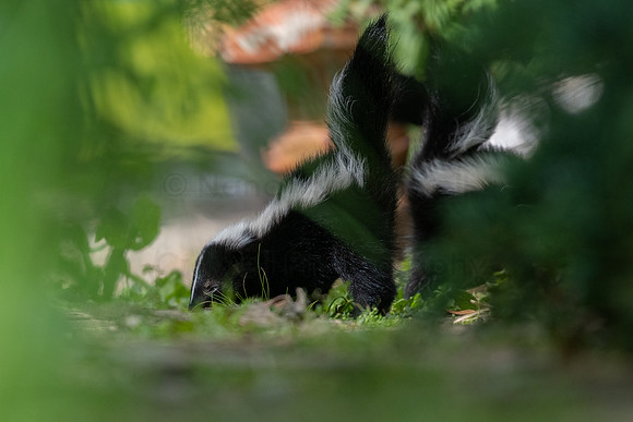 Skunk kits-1