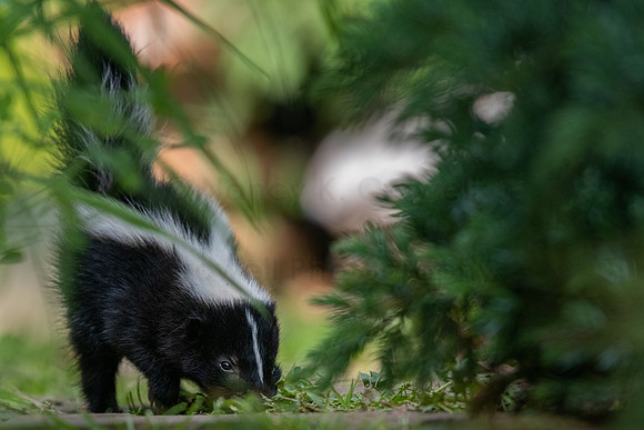 Skunk kits-2