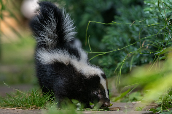 Skunk kits-3