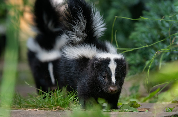 Skunk kits-4