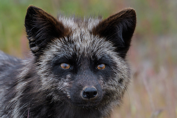 Silver Fox