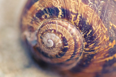 snail-1