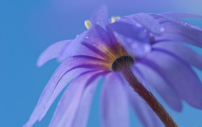 anemone