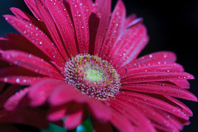 ncrowell-red-1
