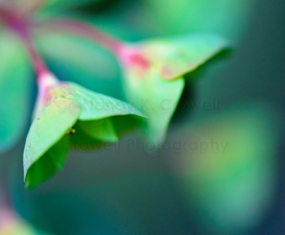 euphorbia-1