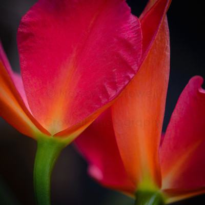 Orchid twins-2