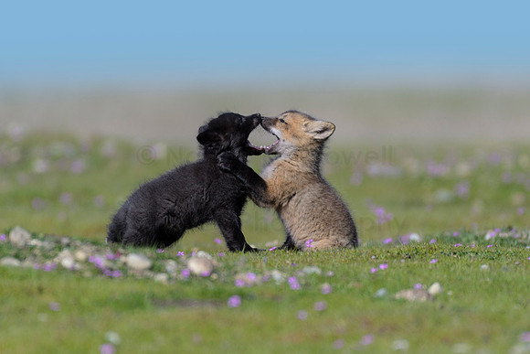 Fox Kits-1