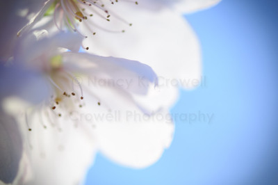 Blossom 05