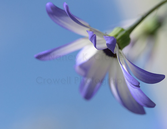 blue flowers-2