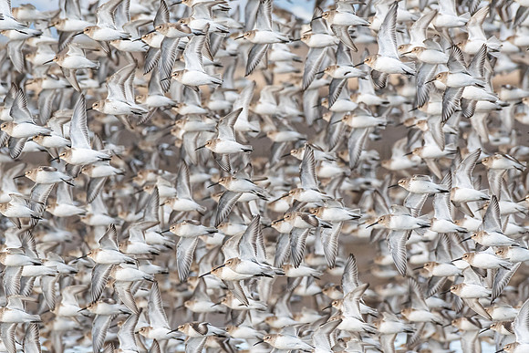 Safety in Numbers