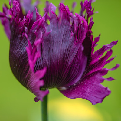 Purple Poppy Square