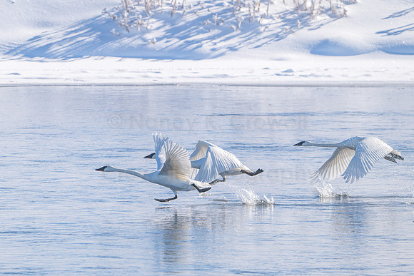 Racing toward Spring
