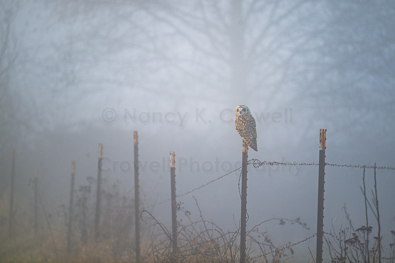 Owl on a fence in fog