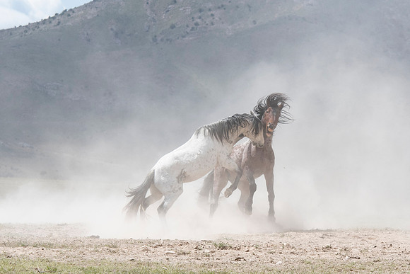 Wild Horses-17