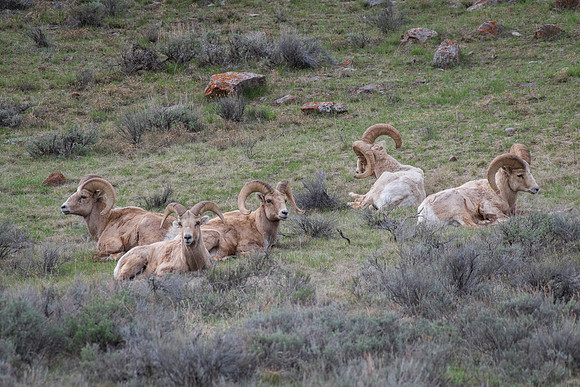 Regal Rams