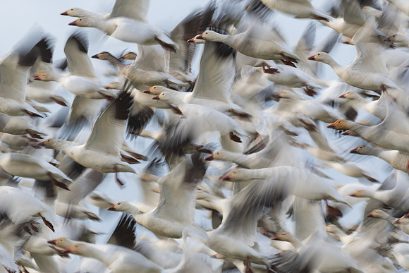 Snowgeese