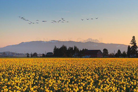 Swans over Daffodils