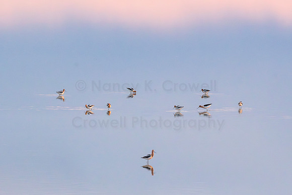 Avocets