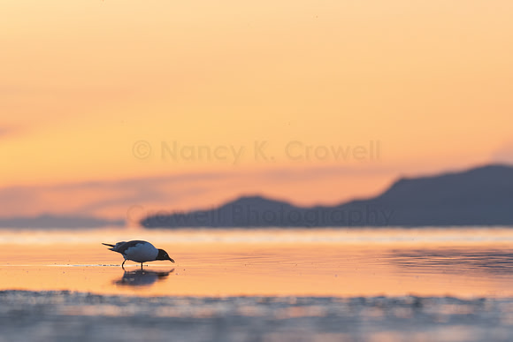 Franklin's Gull