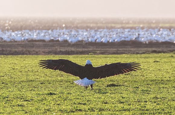 Eagle Buffet