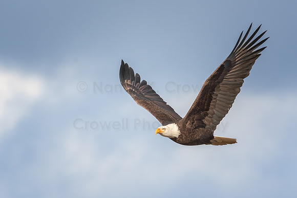 Eagle