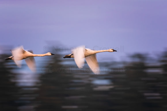 Trumpeters